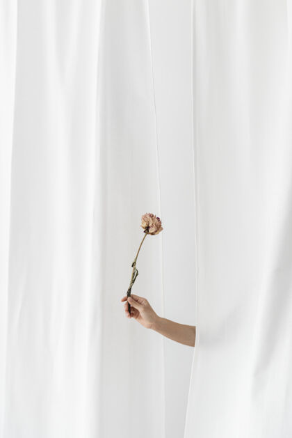 热带手牵一朵牡丹花在白色的窗帘前纺织品平原简单