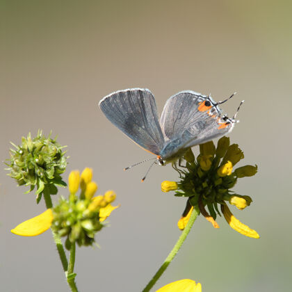 苍蝇在花上的短尾蓝的选择性聚焦拍摄花叶生态