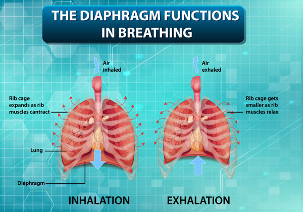 解剖学隔膜在呼吸中起作用生理学物理学病理学