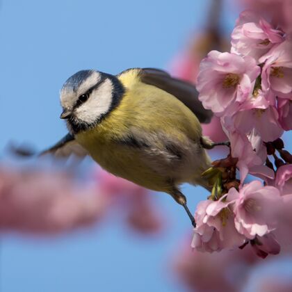 飞行蓝山雀坐在樱花盛开的美丽枝头上 春意盎然斯堪的纳维亚自由春天