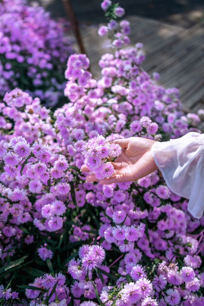 薰衣草女人的手触摸着田野里的紫色花朵夏天放松浪漫
