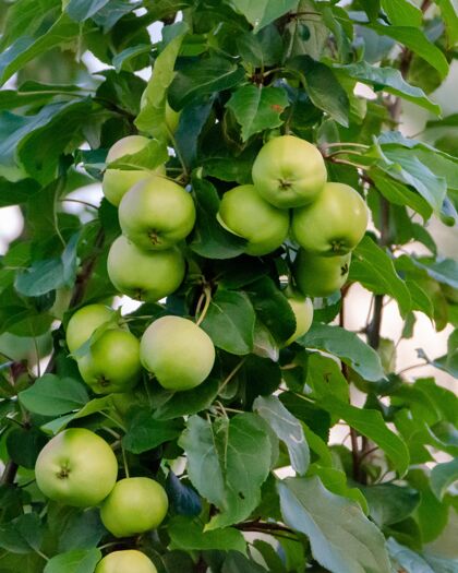 苹果树枝上的新鲜青苹果有机成熟背景