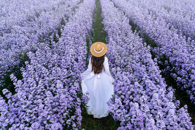 享受美丽的白衣女孩漫步在玛格丽特花坛 清迈在泰国开花花园快乐
