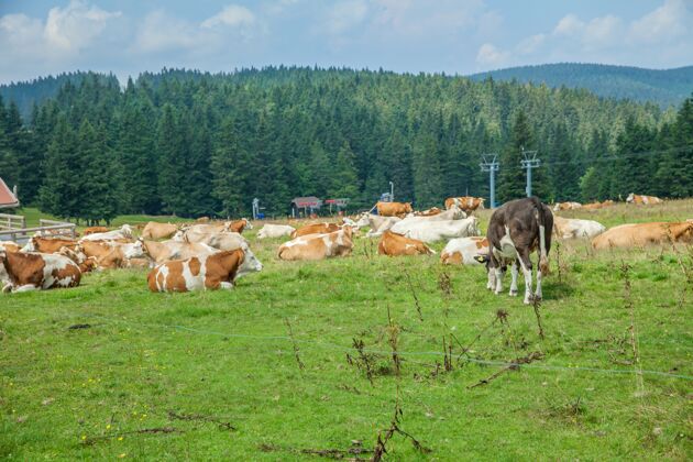 树一群奶牛躺在农场的草地上吃草乡村小牛草