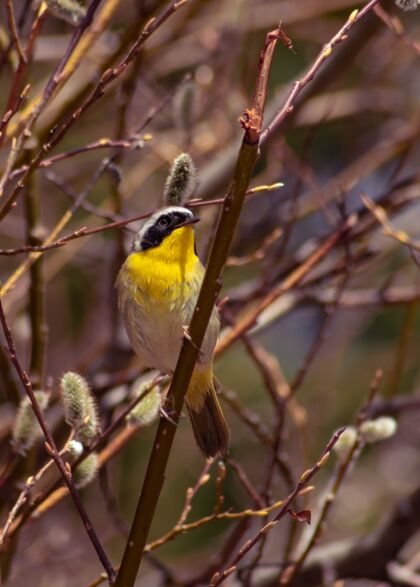 观鸟垂直选择性聚焦拍摄栖息在树枝上的普通黄喉莺鸟动物树