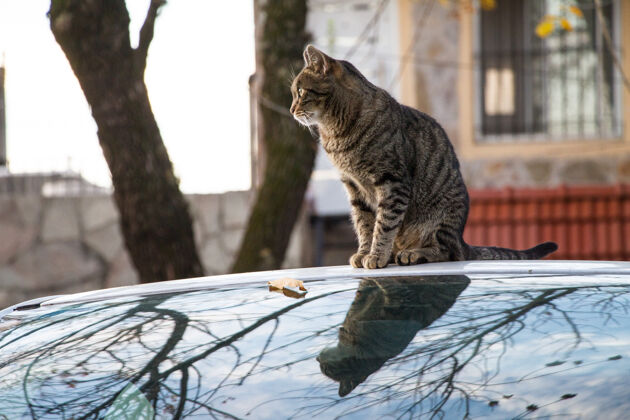 条纹一只棕色条纹的猫坐在一辆秋天捕获的汽车上猫汽车汽车