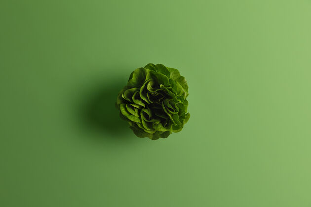 叶绿色的新鲜大白菜或白菜 上面有许多叶子素食主义者的植物性食物可持续的生活方式和适当的营养花园蔬菜文本复制空间生的膳食卷心菜