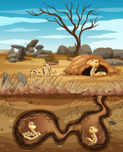 许多地下有很多蛇的动物洞动物干根