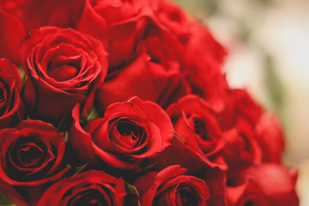 开花鲜艳的红玫瑰红花花