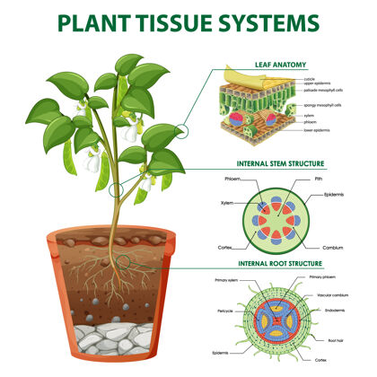 学习植物组织系统示意图解剖学图表组织