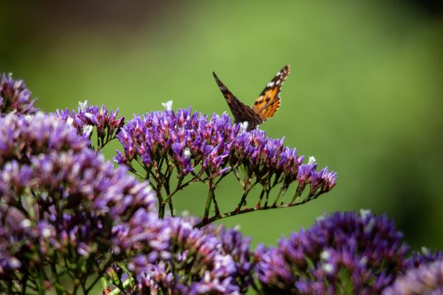 热带橙色和黑色的蝴蝶坐在蓝色和紫色的花特写镜头细节野生动物花