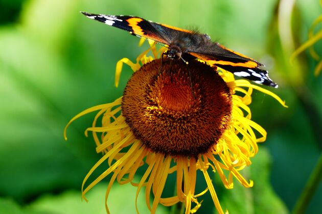 花向日葵上的彩蝶昆虫明亮自然