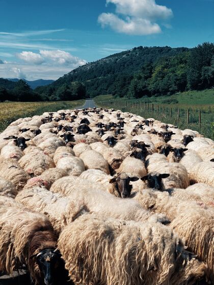 农业垂直拍摄的一群羊在道路中间被绿色自然包围绵羊道路垂直
