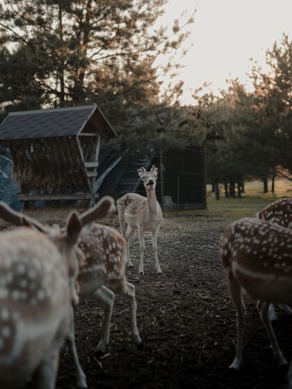 家养选择性聚焦拍摄农田中的白尾鹿动物山生产