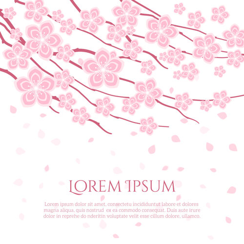 粉色花的背景与日本樱花的开花枝装饰开花开花