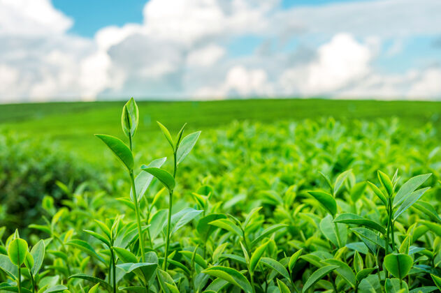 山绿茶芽和叶子早上的绿茶种植园宏观焦点印度