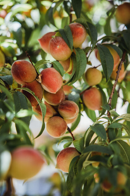 健康白天桃子在树上结果子桃子水果果园