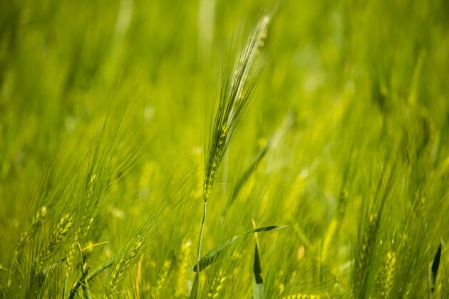农业在白天被田地包围的单个绿色小麦的水平镜头谷类农作物农场