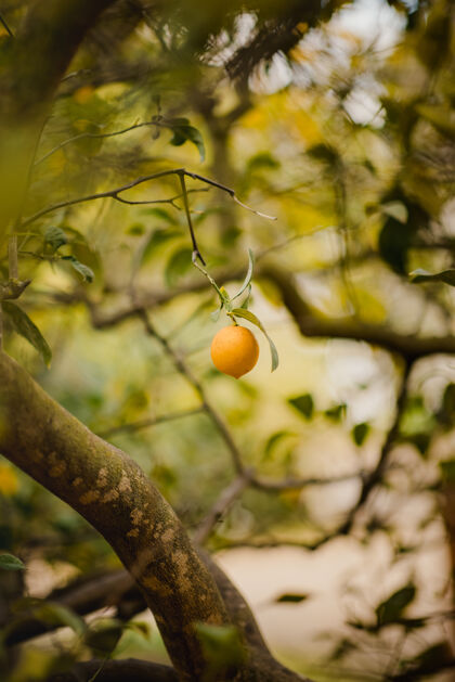 食物树枝上有桔子水果柚子农产品