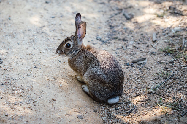 兔子灰兔趴在地上动物地面兔子