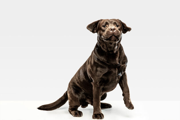 欢呼有趣的巧克力拉布拉多猎犬坐着巧克力品种生物