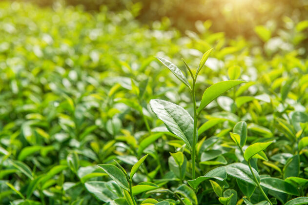 树叶绿茶芽和叶子绿茶种植园和阳光明媚的早晨叶向上土地