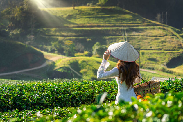 草莓穿着越南传统文化的亚洲女人在绿茶地里清迈自然文化
