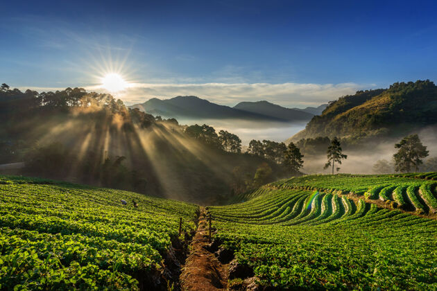 泰国泰国清迈 美丽的草莓园和日出早晨山园艺