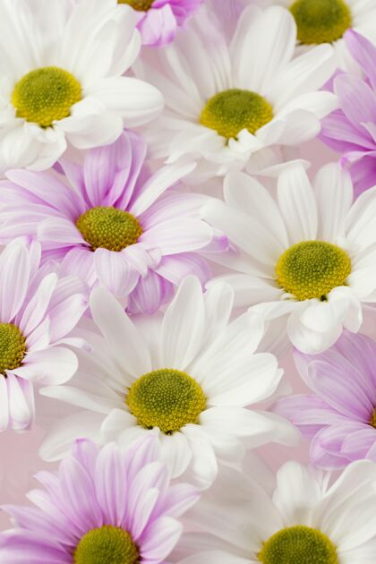 自然五颜六色的春天雏菊特写镜头开花开花花瓣