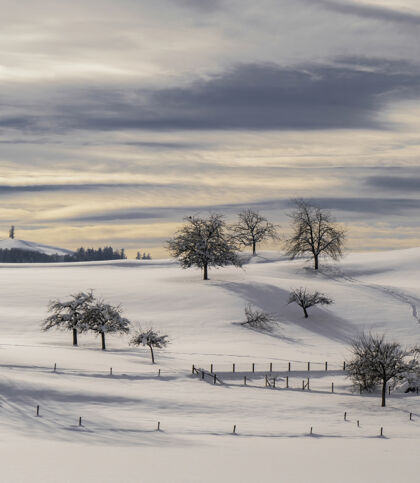 风景白天 光秃秃的树在白雪覆盖的地面上风暴阴影篱笆