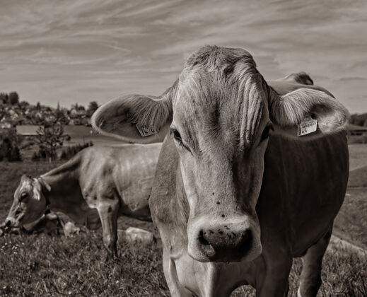 农业棕色田野上的棕色奶牛奶牛奶牛小牛