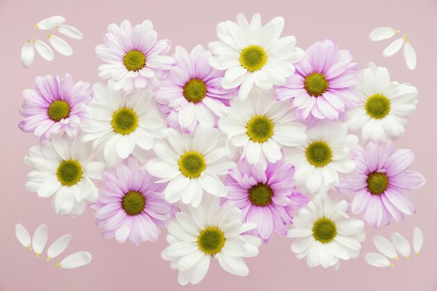 自然五颜六色的春天雏菊俯视图花瓣雏菊水平