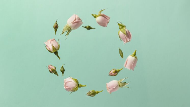 季节粉红色春天玫瑰的顶视图在圆形的复制空间开花开花开花