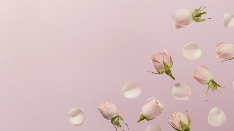 开花平铺的粉色春玫瑰 有复制空间春天水平季节
