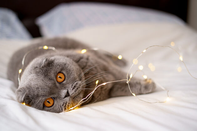 谎言苏格兰折叠猫被发光的灯光包围爪子休息蓬松