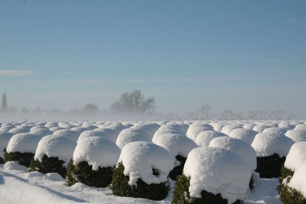 风景美丽的冬季景观与灌木行覆盖着雪在布拉班特 荷兰乡村冰冻雪