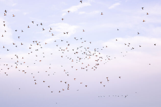 羊群迁徙期间 一群鸟儿在多云的天空中飞翔鸟迁徙迁徙