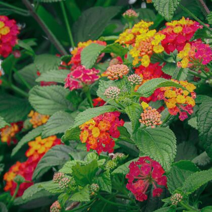 背景开花了 美丽多彩的西印度马缨丹花开花植物热带