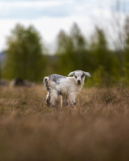 农场农村田野上可爱的山羊家畜哺乳动物动物