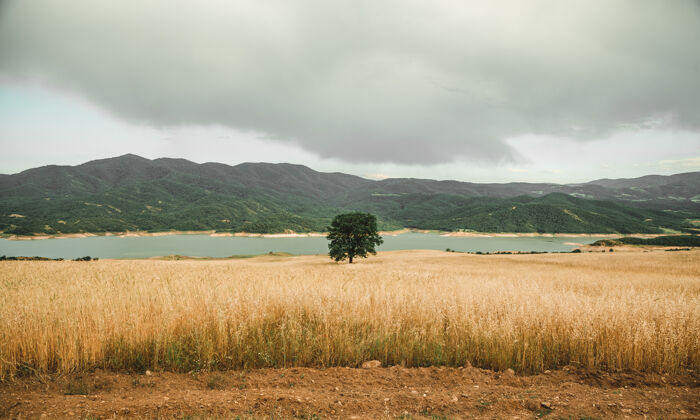 背景一棵绿树在海边的田野里景观草地农业