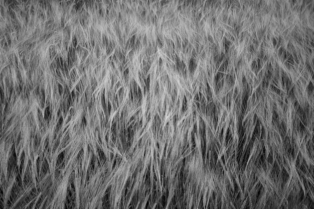 干燥生长在田野里的大麦谷类植物的灰度照片种植农田面包