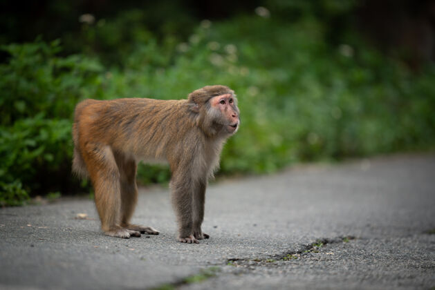 毛茸茸的猴子在路上沥青交叉毛皮