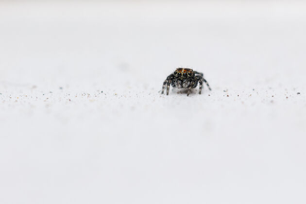 野生动物跳蜘蛛的选择性聚焦镜头自然小昆虫