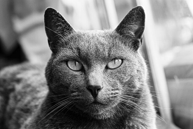 灰色一只俄罗斯蓝斑猫直视的画像毛皮表达动物