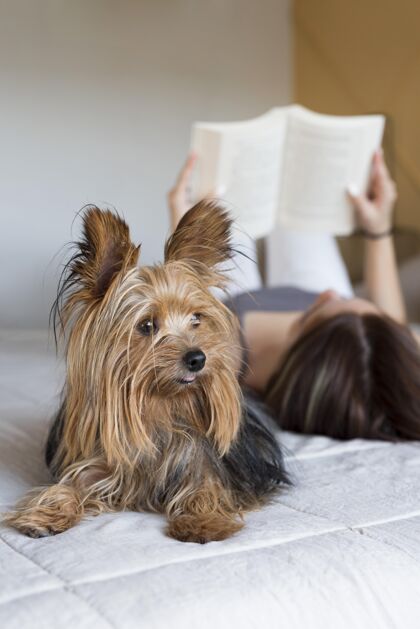 哺乳动物女人带着狗在旁边看书宠物书家养