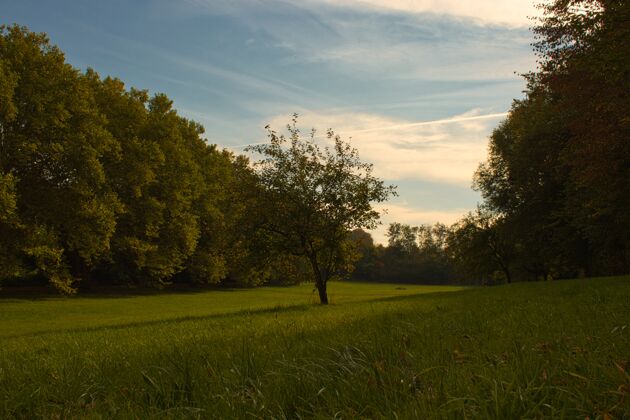 草一棵树独自矗立在茂密森林环绕的绿色地面上的水平视图新鲜木美丽