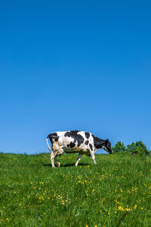 牛群黑白相间的奶牛白天在牧场上吃草马村庄草地