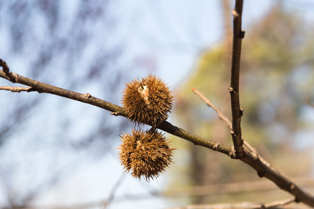 水果树枝上成熟的栗子果实季节新鲜食物