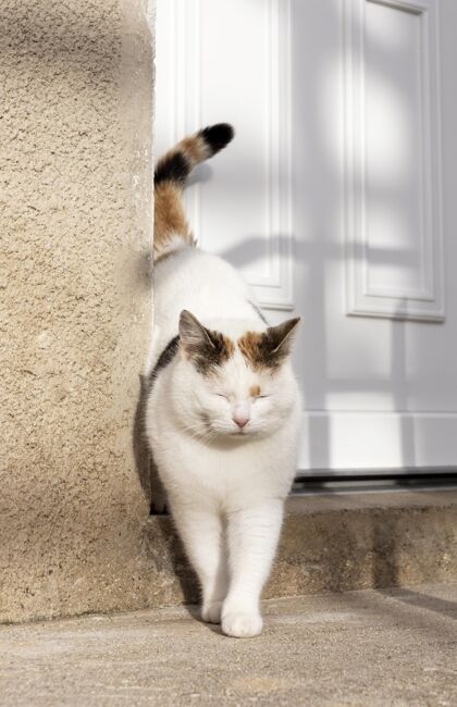 肖像门外有只可爱的猫房子可爱猫