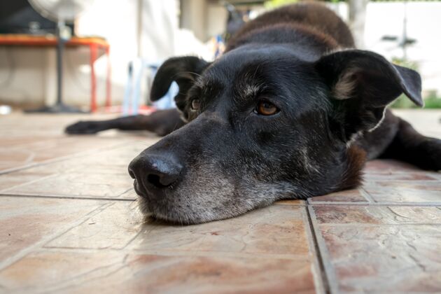 地面一只老狗在瓷砖表面休息的特写镜头家庭模糊休息